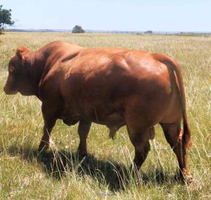 Alive pregnant Holstein Heifer Cows, Goats,Sheep,Chickens,Eggs