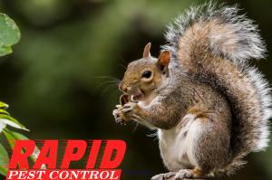 LONDON ONTARIO PEST CONTROL  HOME SERVICE