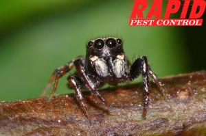 LONDON ONTARIO PEST CONTROL  HOME SERVICE