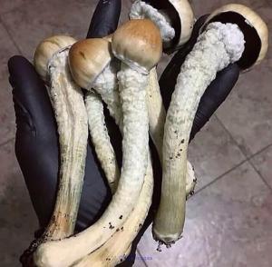 Wanted: Selling Magic Shrooms
