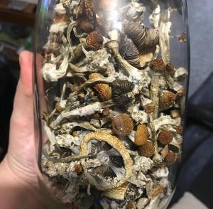 Wanted: Selling Magic Shrooms