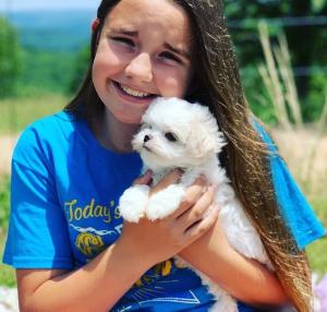 Cute Babyface Teacup Maltese Puppies For Sale