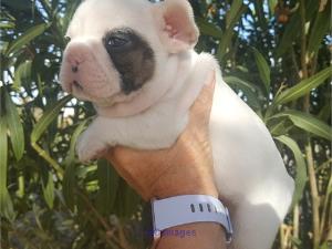 French bulldog puppies available