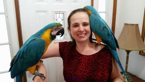 Amazing males and females macaw parrot ready to go now