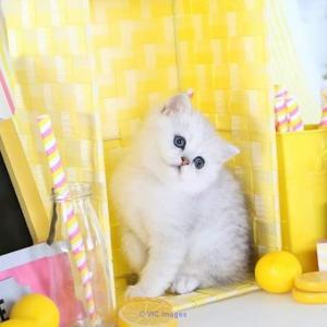 Adorable persian kitten for sale