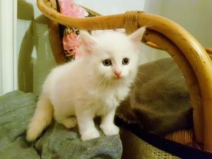 2 White Ragdoll kittens 11 weeks vals gifts