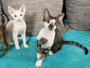 Charming Devon Rex Purebreds