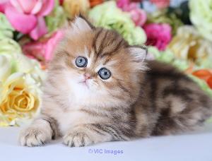 Persian kitten, persian kitten for sale near me