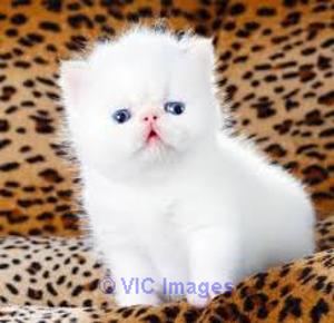 Persian kittens, Persian kittens for adoption, Persian   kittens breed