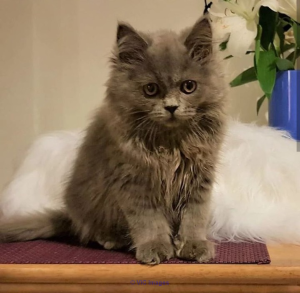 British long hair kitten