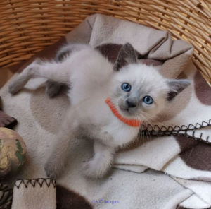Siamese kitten