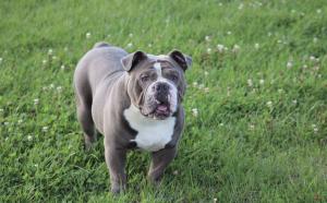 Top quality blue Lilac olde English female bulldog