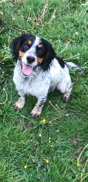Blue roan tan stud puppy dog available