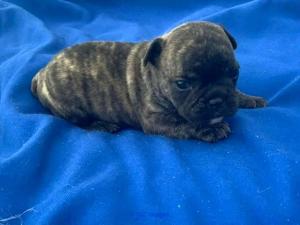 English bulldog ready for his new home