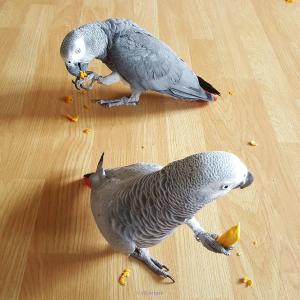 African grey parrots available for sale