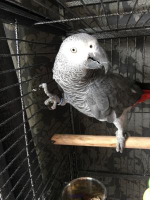African grey parrots available