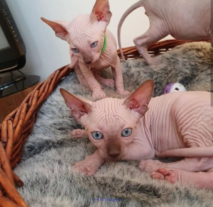 stunning sphynx kittens available.