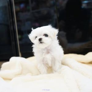Adorable Pomeranian  and Maltese puppies for Sale