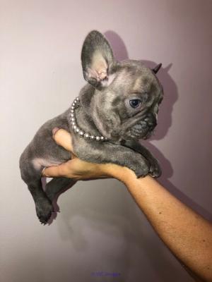 ADHDGA Male and Female Blue French Bulldog Puppies
