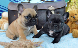 DADIUDAGS Frenchies Puppies For Sale at Frenchies Puppy Home