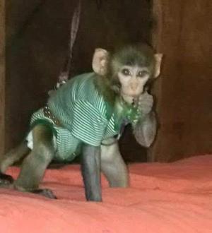 Home trained baby monkey for adoption