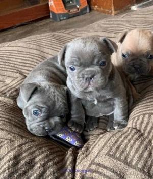 Purebred French Bulldog Puppies