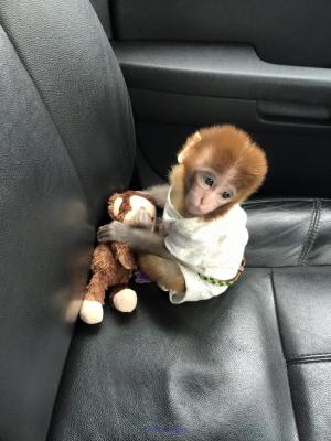 Bebe Singe Rhesus Macaque Disponible Pour Adoption!!!!!!!!!