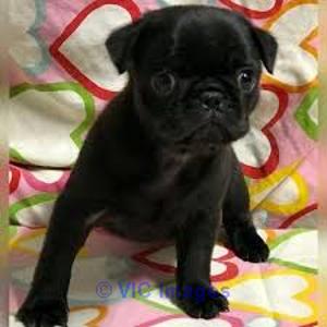 Pug puppy for sale near me, Beautiful pugs available