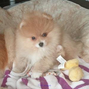 Pomeranian puppies available !!!!!!!!!