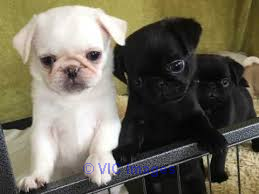Pug puppy for sale near me