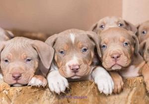 XXL American Blue Brindle Female Pitbull Puppies For Sale