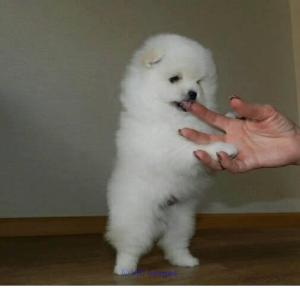 Stunning Pomeranian puppies