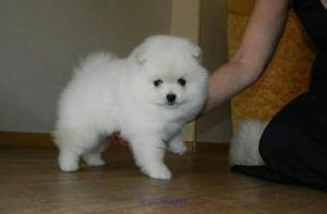 Pomeranian puppies for sale