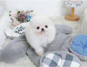 stunning teacup pomeranain puppies available