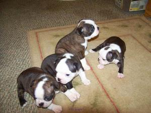 Blue Boston Terrier Puppies for sale