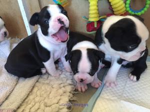 Boston Terrier Puppies for sale