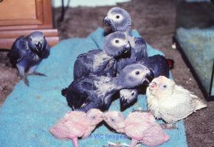 Baby African Congo Greys present nown