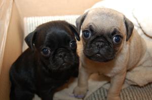 Cheap Pug Puppies For sale Near me