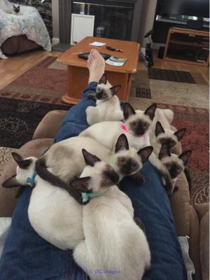 Siamese kittens for sale near me