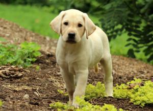 Marvelous Labrador Retriever Puppies for sale