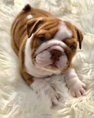 English bulldog puppy available for adoption