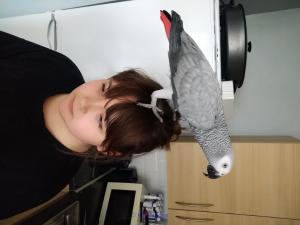 Super Tame Talking African Grey Parrot