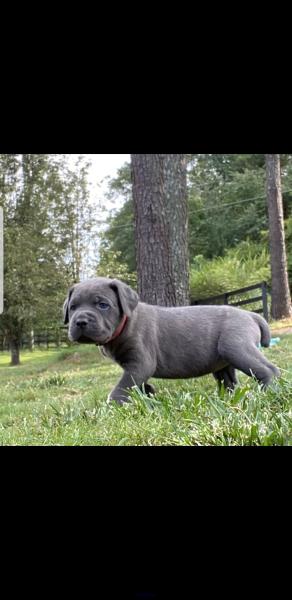 Cane corso for sale contact +17084146716