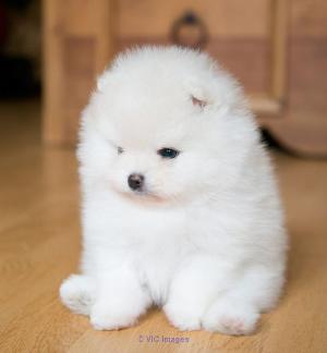 POMERANIAN FOR SALE