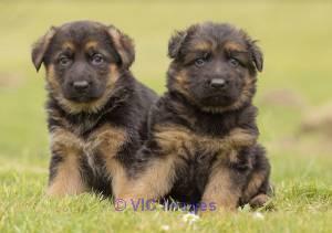 AKC German Shepherd Puppies For Adoption