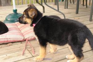 GSD GERMAN SHEPHERD FOR SALE