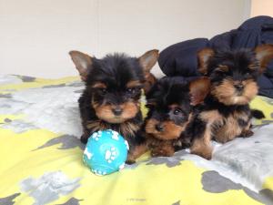 Yorkshire Terrier Puppies Now Available