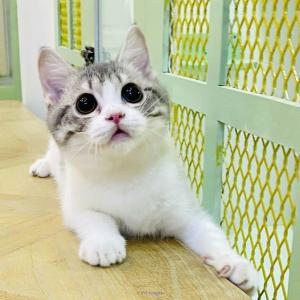 Homeland munchkins cats and kittens for sale