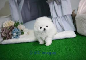 Mini teacup Pomeranian puppies available for sale