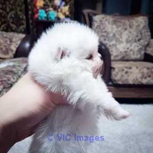 Mini teacup pomeranian puppies for sale.